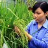 Sản xuất lúa giống tại công ty Bình Minh, An Giang. (Ảnh: Duy Khương/TTXVN)