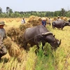 Thu hoạch lúa Đông Xuân 2010-2011 tại huyện Vị Thủy, Hậu Giang. (Ảnh: Duy khương/TTXVN)