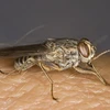 Muỗi tsetse, thủ phạm gây ra căn bệnh ngủ. (Nguồn: Internet)