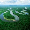 Rừng Amazone. (Nguồn: Internet)
