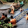 Thu hoạch cá đồng ở Cà Mau. (Nguồn: baotintuc.vn)