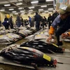 Các lái buôn kiểm tra những con cá ngừ lớn tại chợ cá Tsukiji trước phiên đấu giá. (Nguồn: AFP/TTXVN)