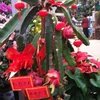 Cây thanh long tại chợ hoa-cây cảnh ở Trung Quốc. (Ảnh: Xuân Vịnh/Vietnam+)