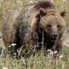 Chú gấu đã tấn công người leo núi. (Nguồn: foxnews.com)