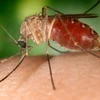 Muỗi là vật trung gian truyền virus Tây sông Nile từ các loài chim sang người. (Nguồn: newenglandpost.com)
