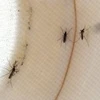 Muỗi là vật trung gian truyền virus từ các loài chim sang người. (Nguồn: AFP) 