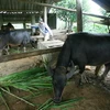 Phát triển chăn nuôi tại huyện Mai Sơn. (Ảnh: Ngọc Hà/TTXVN)