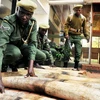 Tang vật một vụ buôn lậu ngà voi ở Kenya. (Nguồn: AFP/TTXVN)
