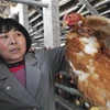 Một chủ nuôi gà ở tỉnh Sơn Đông, Trung Quốc. (Nguồn: Sankei)