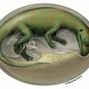 Tranh mô phỏng bào thai khủng long trong trứng được tìm thấy ở tỉnh Vân Nam, Trung Quốc. (Nguồn: Nature)