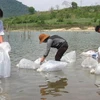 Thả 3 vạn cá giống xuống hồ thủy điện Tuyên Quang 
