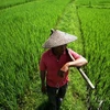 Một ruộng lúa ở Lào. (Nguồn: BBC)