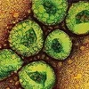 Virus corona. (Nguồn: its-interesting.com)