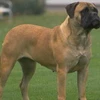 Một chú chó giống mastiff. (Nguồn: askville.amazon.com)