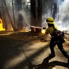Lính cứu hoar đang cố gắng dập đám cháy rừng tại Công viên quốc gia Yosemite. (Nguồn: AP)