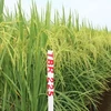 Trồng thủ nghiệm giống lúa TBR225 tại Công ty Đông Cường - Thái Bình VM 2012. (Nguồn: thaibinhseed.com.vn)