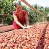 Phơi hạt cacao chuẩn bị cung ứng cho nhà máy chế biến xuất khẩu. (Ảnh: Đình Huệ/TTXVN)