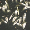 Cá chết vì ô nhiễm ở hồ Trúc Bạch. (Ảnh: Internet).