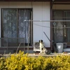 Một chú chó bị bỏ lại ở khu vực gần nhà máy Fukushima số 1 (Nguồn: Internet).