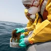 Tổ chức Hòa bình xanh tiến hành đo nồng độ phóng xạ trong nước biển (Nguồn: Reuters)
