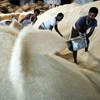 Công nhân ở một kho gạo tại Ấn Độ (Nguồn: Internet)