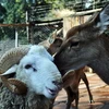 Không chia lìa được tình yêu dê cừu (Nguồn: AFP)