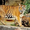 Hổ Sumatra (Nguồn: AFP)