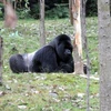 Gorilla ở Rwanda (Nguồn: AFP)