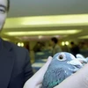 Một chú chim bồ câu đua có giá tới hàng ngàn euro (Nguồn: AsiaOne)