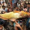 Con cá hanh vàng khổng lồ có giá 800 triệu đồng
