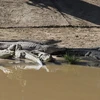 Nam Phi truy bắt 15.000 con cá sấu xổng chuồng