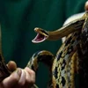 Năm Tỵ, Hong Kong hoảng hồn vì 2.600 con rắn sống