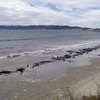 Một vụ cá voi mắc cạn hàng loạt trên bờ biển New Zealand (Nguồn: AFP)