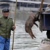 Công nhân môi trường mệt mỏi vì vớt xác lợn ở Thượng Hải (Nguồn: AFP)