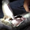 Bé sơ sinh bị kẹt trong ống cống bằng nhựa (Nguồn: LA Times)