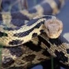 Loài rắn bắt chuột đã cắn vào tay anh Ramesh Jamda. (Ảnh: daylife.com)