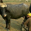Nghề chăn nuôi ở Zimbabwe. (Ảnh: Internet)