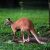 Chuột túi Kangaroo. (Ảnh: Internet)