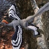 Khủng long Anchiornis huxleyi. (Ảnh: Internet)