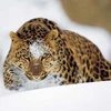 Loài hổ Amur. (Ảnh: Science Daily)