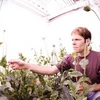 Giáo sư Peter Facchini nghiên cứu trong vườn cây thuốc phiện. (Ảnh: ucalgary.ca)