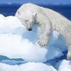 Gấu trắng ôm băng ngủ ngon lành ở Nunavut, vùng lãnh thổ phía tây bắc Canada. (Ảnh: Getty Images)