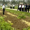 Tham quan vùng trồng khoai tây thử nghiệm. (Ảnh: Minh Đông/TTXVN)