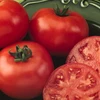 Cà chua giúp cơ thể giảm nguy cơ mắc các bệnh ung thư. (Nguồn: Internet)