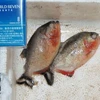 Hai con cá piranha bị người dân bắt được trên sông Zenmyo ở Kanazawa. (Nguồn: Kyodo)