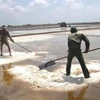 Nghịch lý là muối sản xuất trong nước nhiều nhưng vẫn phải nhập khẩu khiến giá muối giảm mạnh (Ảnh minh họa)
