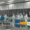 Chế biến tôm tại Công ty cổ phần Thực phẩm thủy sản xuất khẩu Cà Mau. (Ảnh: Việt Hùng/Vietnam+).