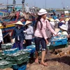 Cá về cảng tại xã Tiến Thuỷ, Nghệ An. (Ảnh: Lan Xuân/TTXVN)