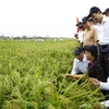 Mô hình sản xuất lúa lai tại xã Định Tiến, huyện Yên Định, Thanh Hóa. (Ảnh Đình Huệ/TTXVN)