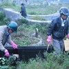 Các đồng đẳng viên HIV/AIDS thu gom bơm kim tiêm tại các nghĩa trang. (Ảnh: Internet)